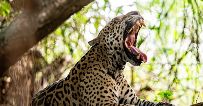 Misiones presentó el primer seguro del mundo para proteger al yaguareté