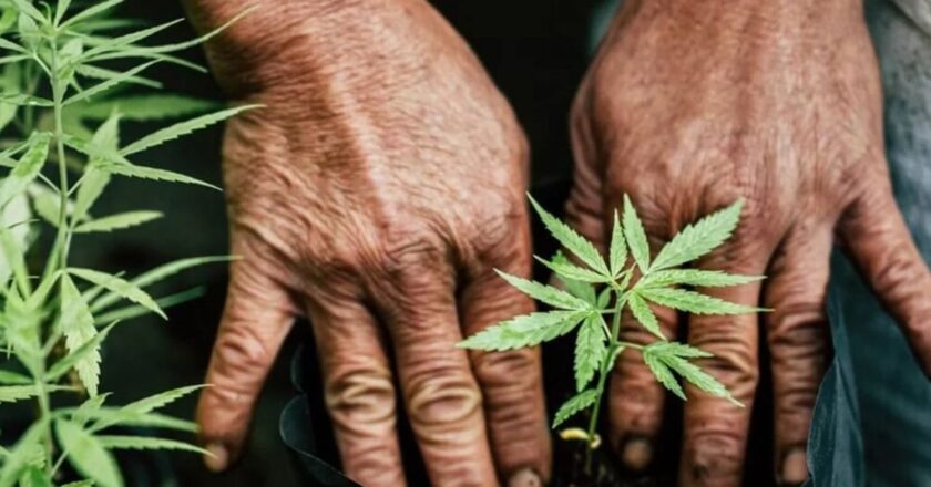 El negocio del cannabis quedó formalmente oficializado en la Argentina de Javier Milei