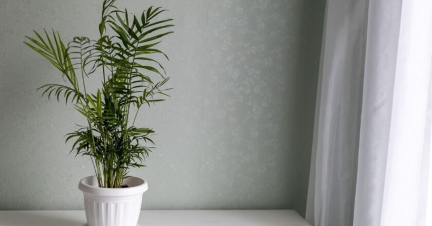 La palmera de salón: el ícono verde que conquista oficinas y hogares con estilo