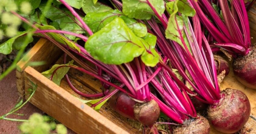 La hortaliza que puede mejorar la salud del hígado y limpiar el organismo