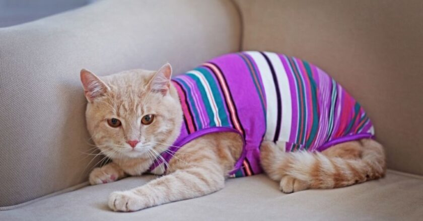 Abrigar a las mascotas en invierno: ¿sí o no?