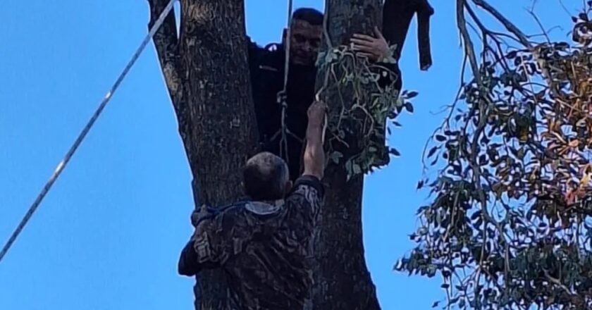 Alto Verde: un jardinero quedó colgado de un árbol con una motosierra encendida