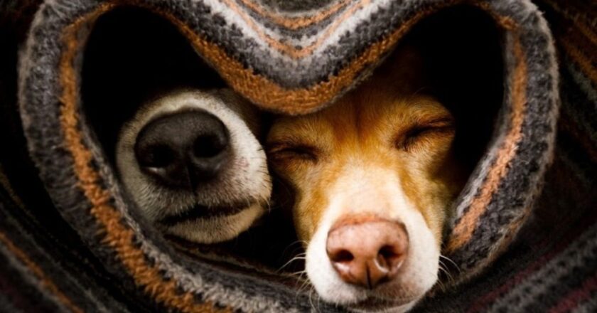 Bajas temperaturas: cuál es el mejor lugar para que duerma tu perro