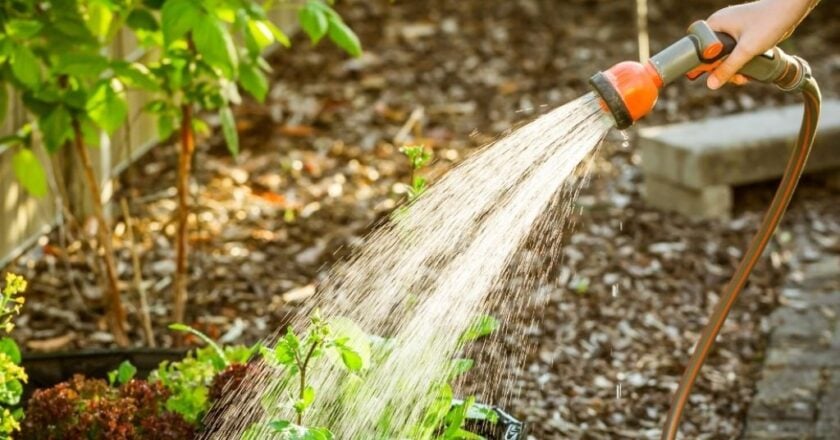 Por qué regar menos en invierno protege el jardín