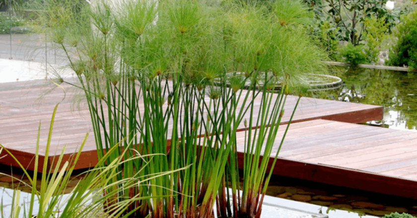 ¿Cuál es la planta que perfuma la casa y cuida el medioambiente?