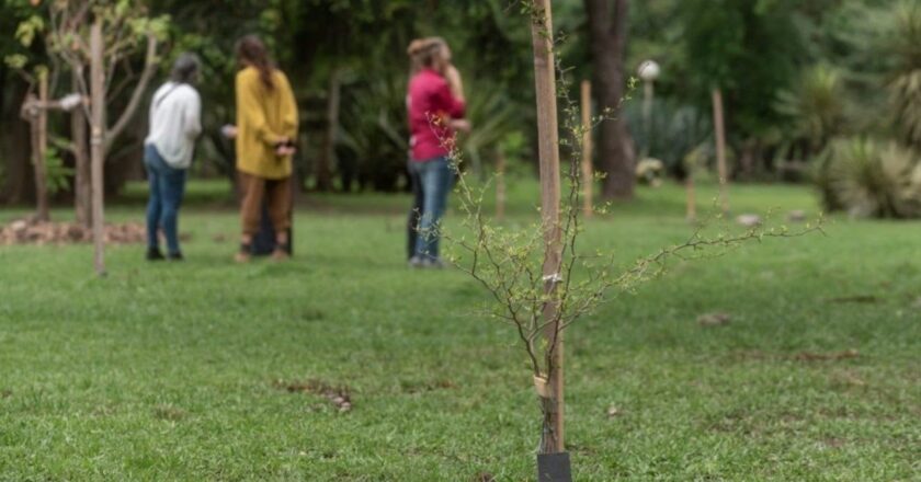 San Carlos Centro: crece la iniciativa «Un Árbol por la Vida»