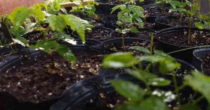 Ramona afianza su gestión ambiental con asistencia de la RAMCC