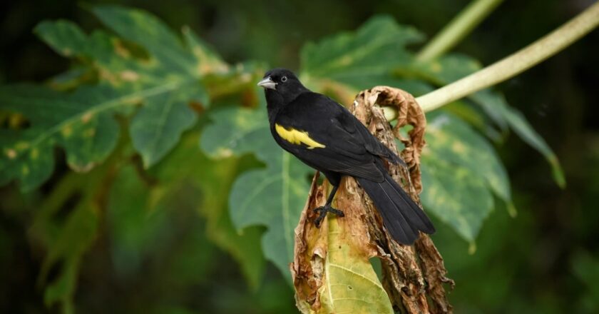 Santa Fe integra la reserva natural Jardín Florido al Sistema Áreas Naturales Protegida