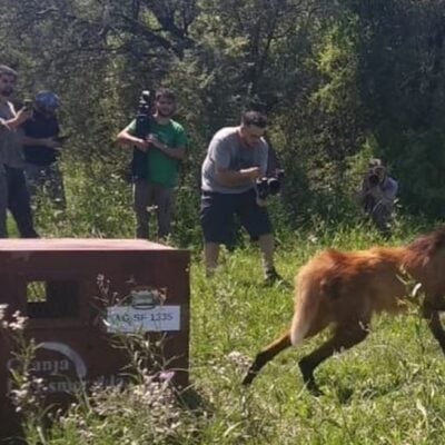 La Provincia de Santa Fe liberó 460 animales silvestres a sus hábitats naturales