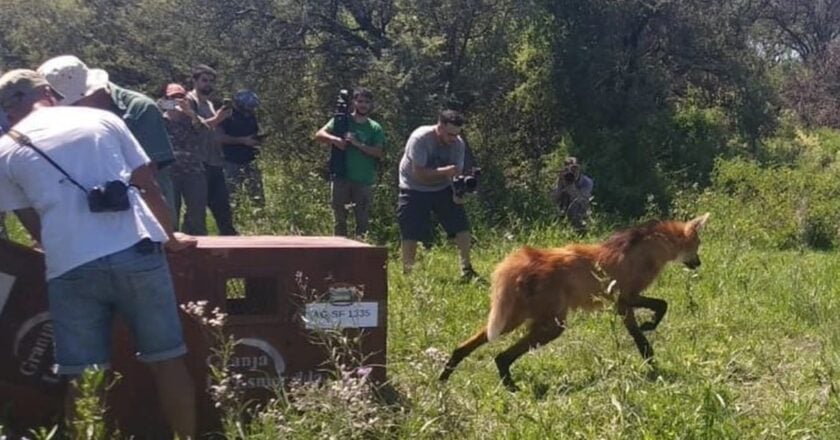 La Provincia de Santa Fe liberó 460 animales silvestres a sus hábitats naturales