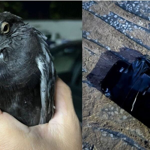 Hallaron a una paloma con celular en cercanías a la Cárcel de Coronda