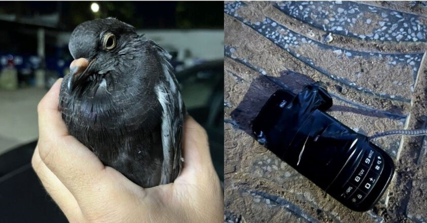 Hallaron a una paloma con celular en cercanías a la Cárcel de Coronda