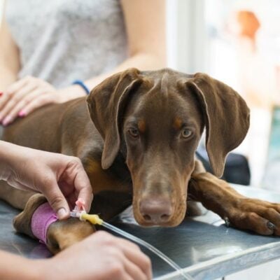 Promulgan una ley de protección contra insultos o agresiones a personal veterinario