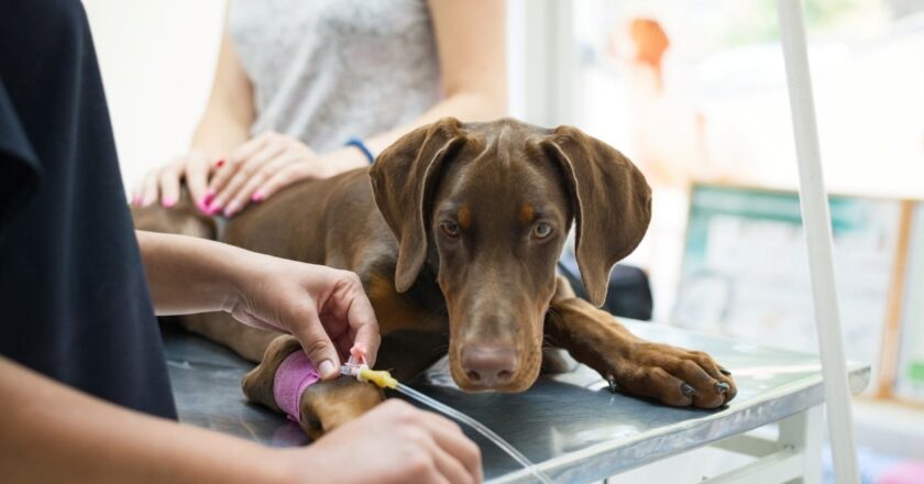 Promulgan una ley de protección contra insultos o agresiones a personal veterinario